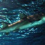 Shark