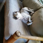 Sri Shim dog